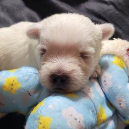 Boy 1 - White male West Highland White Terrier puppy in Cedaredge, Colorado from Bloom Puppies