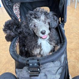 Duke - Phantom male Poodle puppy in Brandenburg, Kentucky from Paradise Poodles