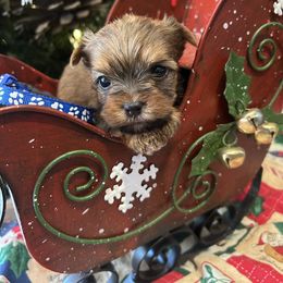 Dasher - Liver male Yorkshire Terrier puppy in Hardeeville, South Carolina from Pups of the Lowcountry