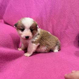 Girl 4 (Ariel) - Fawn female Pembroke Welsh Corgi puppy in Brazoria, Texas from Diamond Bar H