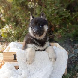 Dusk - Black and white female Siberian Husky puppy in Grayslake, Illinois from Lamon’s Pom & Polar Pups