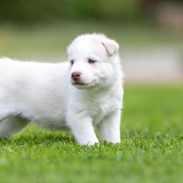 Siberian Husky Puppies from Lilbearshuskies