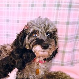 Bernedoodles and Yorkshire Terriers from Ellies cute as a Button Yorkies