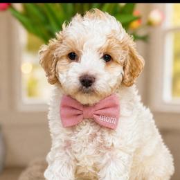 Steven - White male Cavapoo puppy in Yuciapa, California from AlltheDoodlez_