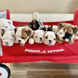 Bulldog Puppies from Fields’ Folly