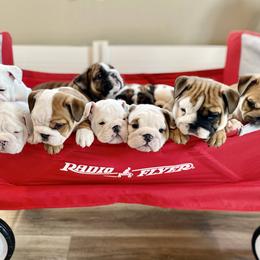 Bulldog Puppies from Fields’ Folly