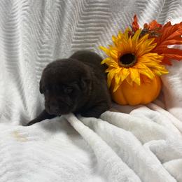 Yellow collar - Chocolate male Labrador Retriever puppy in Stuart, Virginia from Russell Creek Labradors