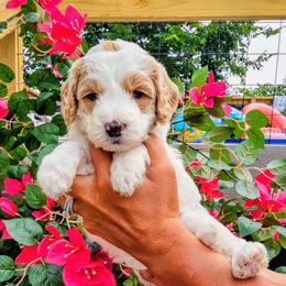 Bermuda - Parti female Goldendoodle puppy in Forest, Ohio from Mini Doodle Buddies