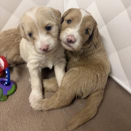 Sheepadoodle Puppies from Sarah Pearl’s Mini Sheepadoodles