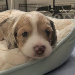 Boy 2 - Piebald male Dachshund puppy in Strafford, Missouri from LL Weens