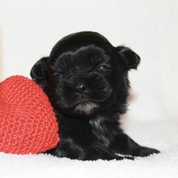 Shihpoo Puppies from 🧸 Teddies
