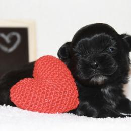 Shihpoo Puppies from 🧸 Teddies