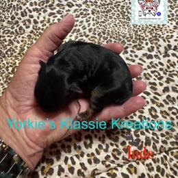 Jude - Black and tan male Yorkshire Terrier puppy in Dierks, Arkansas from Yorkie’s Klassie Kreations