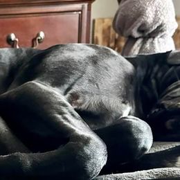 Great Danes from Blue Dane Ridge