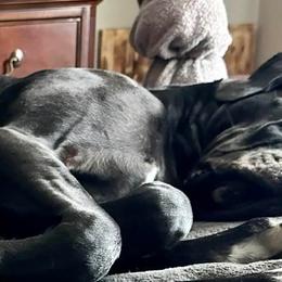 Great Danes from Blue Dane Ridge