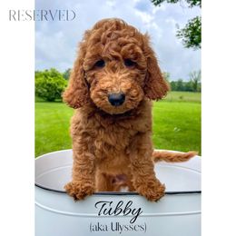 Ulysses - Red  male Goldendoodle puppy in State Road, North Carolina from Must Love Doodles