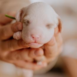 Fritz - Parti male Goldendoodle puppy in Acton, Maine from Silver Pines Pups