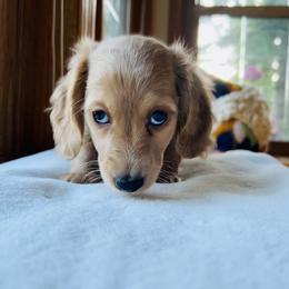 Dachshund Puppies from Guiley Doxies