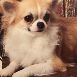 Dallas - Chihuahua