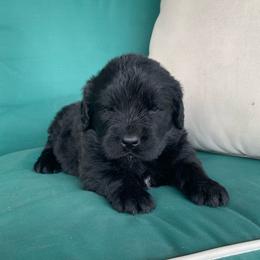 Yellow Collar - Black female Newfoundland puppy in New York from Johnson Farms
