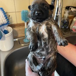 Belgian Malinois Puppies from Pyrex Kennels