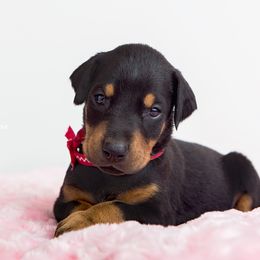 Doberman Pinscher Puppies from Kalora Dobermans