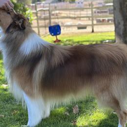 Scottish Collies from Sweet Selkie Scottish Rough Collies