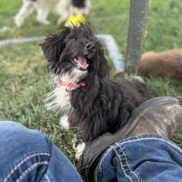 Aussiedoodle, Miniature Australian Shepherd, Poodle, and Toy Australian Shepherd Puppies from Mowry Creek Mini Aussiedoodles and More