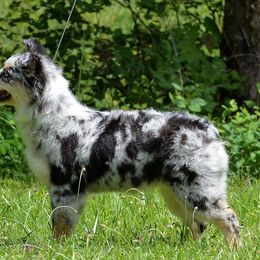 Miniature Australian Shepherds from Lost Trail Aussies