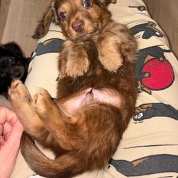 Hershey - Dapple male Dachshund puppy in Cooper, Texas from Sassy Kat’s Dachshunds