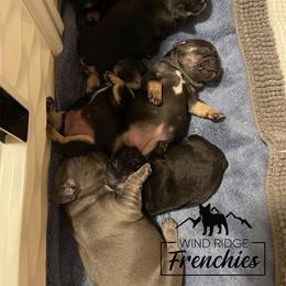 French Bulldog Puppies from Wind Ridge Frenchies