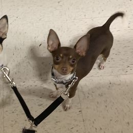 Chihuahuas from Wicked Envy Chihuahuas