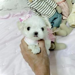 Maltese and Yorkshire Terrier Puppies from tatortot pup