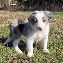 Boy 1 - Blue merle male Border Collie puppy in Piedmont, South Carolina from Soaring Borders Border Collies