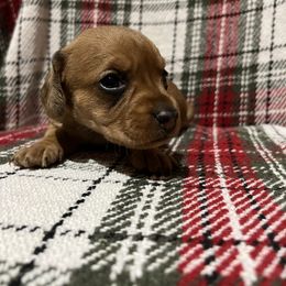 Cranberry - Red female Dachshund puppy in Milroy, Pennsylvania from Not Your Average Weiner