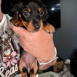 Girl 1 - Black and tan female Dachshund puppy in Pierson, Florida from Michelle’s Mini Dachshunds