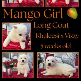 Mango Girl - White female German Shepherd puppy in Apache Junction, Arizona from CS Vista Farms