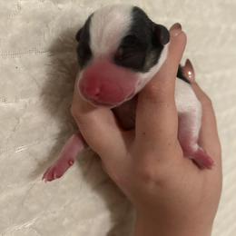 Sebastian - Black and tan male Pembroke Welsh Corgi puppy in Vacaville, California from Hope_4thebay_Corgis