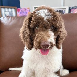 Switzerland - Parti female Labradoodle puppy in Kingston, Georgia from CC Familydoodles