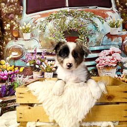 Samantha - White and blue merle female Border Collie puppy in Avilla, Indiana from Borderline Kennels