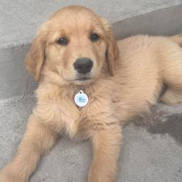 Grey collar boy - Golden male Golden Retriever puppy in Petaluma, California from Contango Goldens