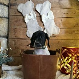 2 - Letti - Black and white female German Shorthaired Pointer puppy in Meriden, Kansas from Hull's GSPs