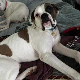 Ziggy - Boxer