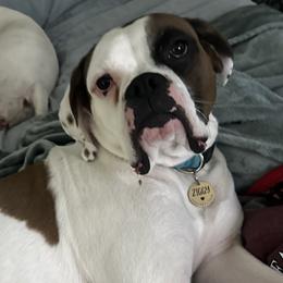 Ziggy - Boxer