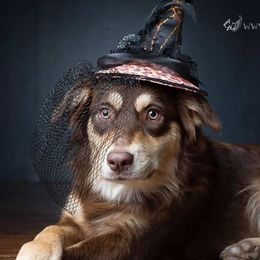 Lola - Australian Shepherd