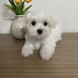 Ohana - White male Maltese puppy in Steele, Alabama from Mountaintop Paws
