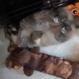 Pomeranian Puppies from Tonia's Pomeranians