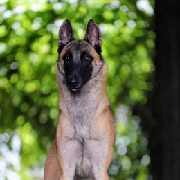 Karma - Belgian Malinois