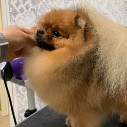 Finnly - Pomeranian