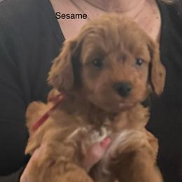 Sesame - Red  male Goldendoodle puppy in Danville, Virginia from Stella’s Stunning Goldendoodles of VA